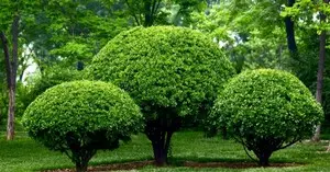 Limpiezas de terrenos
