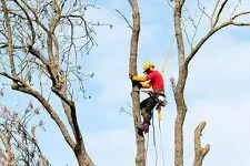 Trabajos de tala y poda de árboles Madrid