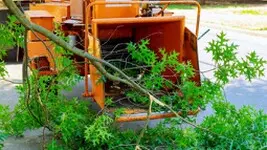 Trabajos de tala y poda de árboles Madrid