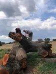 Trabajos de tala y poda de árboles Madrid