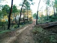 Trabajos de tala y poda de árboles Madrid