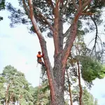 Trabajos de tala y poda de árboles Madrid
