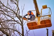 Trabajos de tala y poda de árboles Madrid